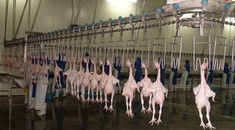 家禽屠宰设备四动力卧式脱毛机 高效家禽初加工解决方案