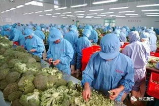 国家力推家禽初加工产业，九大补贴助力乡村振兴新机遇