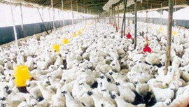 黄金投资新契机与家禽初加工行业展望 双轨并行的财富策略