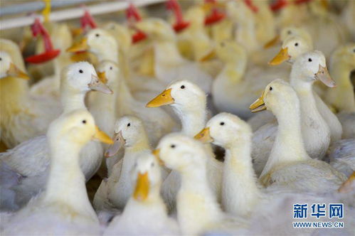 新疆洛浦县 小鸭子“孵”出大产业，家禽初加工铺就乡村振兴路