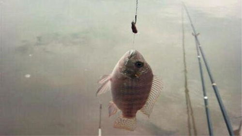 家庭厨房变身饵料工坊 三种家禽原料的简易加工法