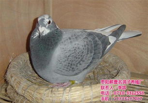 襄阳鸽子养殖 襄阳鸽子 枣阳鸽子养殖厂 查看